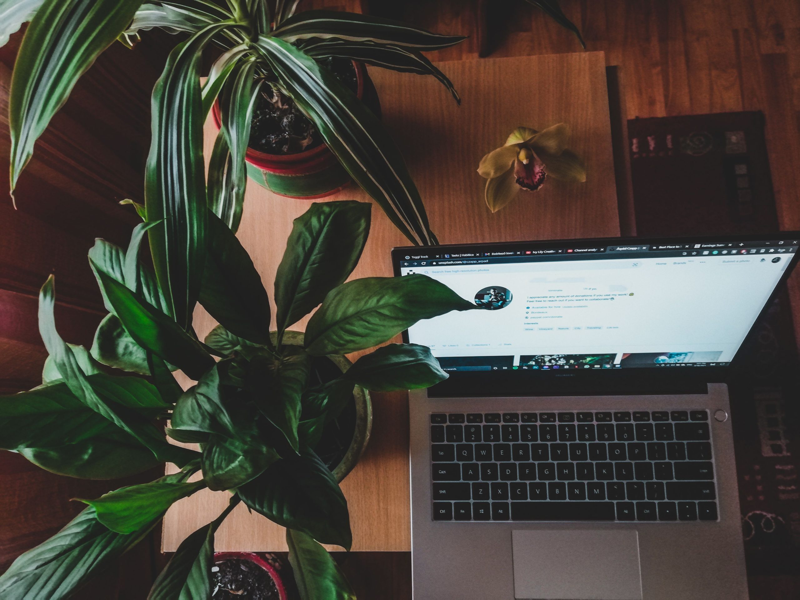 A warm indoor workspace with a laptop surrounded by lush green potted plants on a wooden surface.